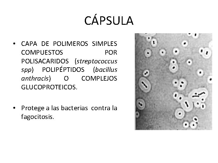 CÁPSULA • CAPA DE POLIMEROS SIMPLES COMPUESTOS POR POLISACARIDOS (streptococcus spp) POLIPÉPTIDOS (bacillus anthracis)