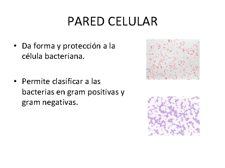 PARED CELULAR • Da forma y protección a la célula bacteriana. • Permite clasificar
