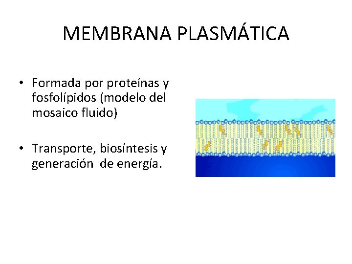 MEMBRANA PLASMÁTICA • Formada por proteínas y fosfolípidos (modelo del mosaico fluido) • Transporte,