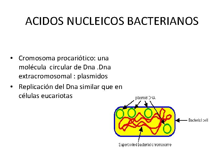 ACIDOS NUCLEICOS BACTERIANOS • Cromosoma procariótico: una molécula circular de Dna extracromosomal : plasmidos