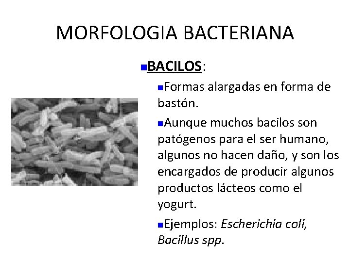 MORFOLOGIA BACTERIANA n BACILOS: Formas alargadas en forma de bastón. n. Aunque muchos bacilos