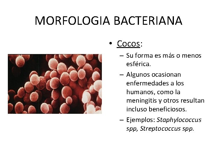 MORFOLOGIA BACTERIANA • Cocos: – Su forma es más o menos esférica. – Algunos