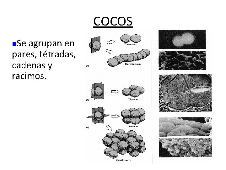 COCOS Se agrupan en pares, tétradas, cadenas y racimos. n 