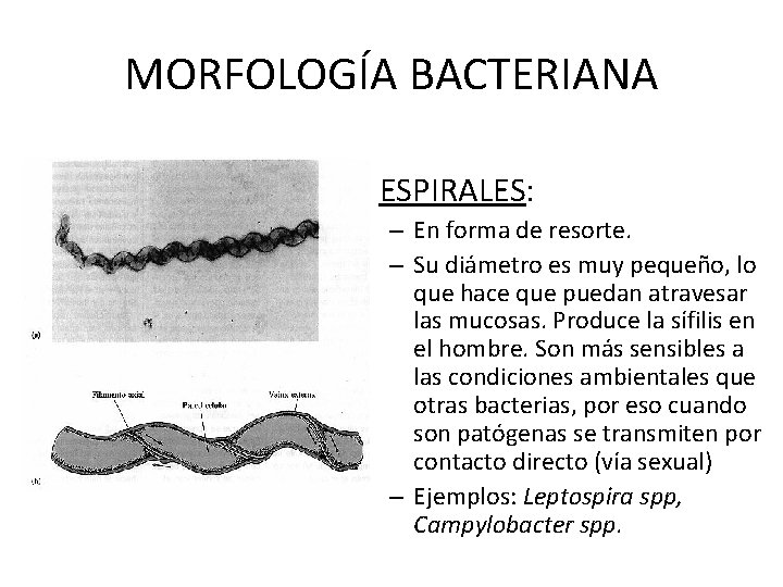 MORFOLOGÍA BACTERIANA • ESPIRALES: – En forma de resorte. – Su diámetro es muy