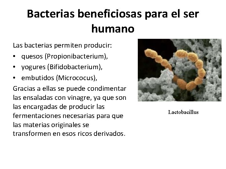 Bacterias beneficiosas para el ser humano Las bacterias permiten producir: • quesos (Propionibacterium), •