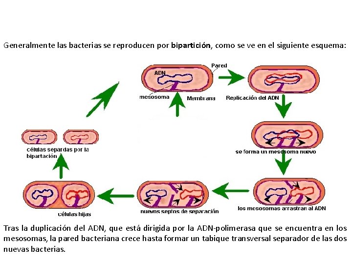 Generalmente las bacterias se reproducen por bipartición, como se ve en el siguiente esquema: