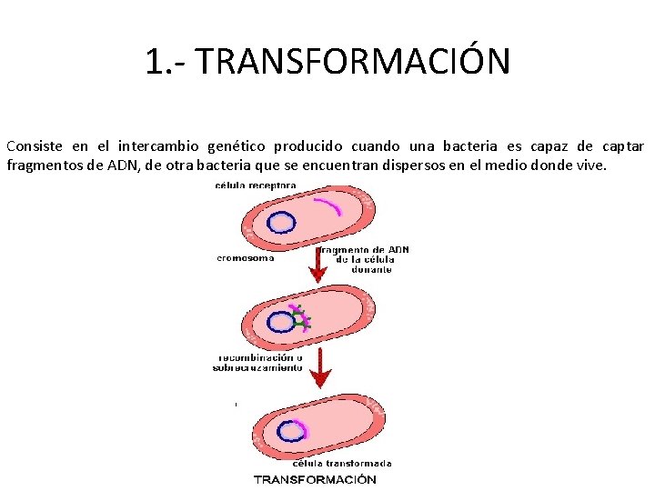 1. - TRANSFORMACIÓN Consiste en el intercambio genético producido cuando una bacteria es capaz