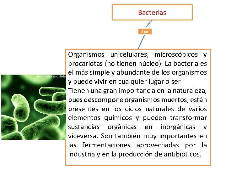 Bacterias Son Organismos unicelulares, microscópicos y procariotas (no tienen núcleo). La bacteria es el