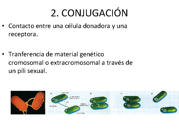 2. CONJUGACIÓN • Contacto entre una célula donadora y una receptora. • Tranferencia de