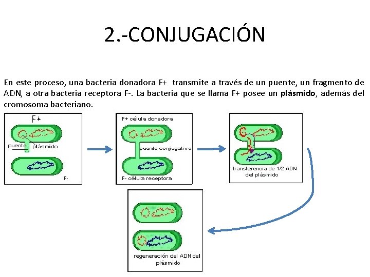 2. -CONJUGACIÓN En este proceso, una bacteria donadora F+ transmite a través de un