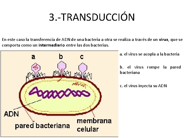 3. -TRANSDUCCIÓN En este caso la transferencia de ADN de una bacteria a otra