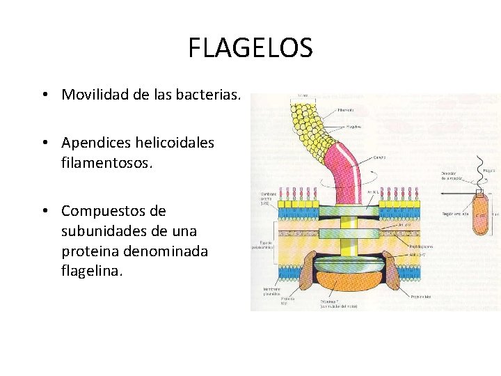 FLAGELOS • Movilidad de las bacterias. • Apendices helicoidales filamentosos. • Compuestos de subunidades