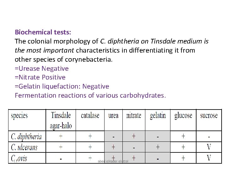 Biochemical tests: The colonial morphology of C. diphtheria on Tinsdale medium is the most