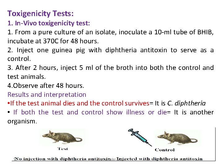 Toxigenicity Tests: 1. In-Vivo toxigenicity test: 1. From a pure culture of an isolate,