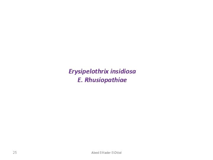 Erysipelothrix insidiosa E. Rhusiopathiae 25 Abed El. Kader El. Ottol 