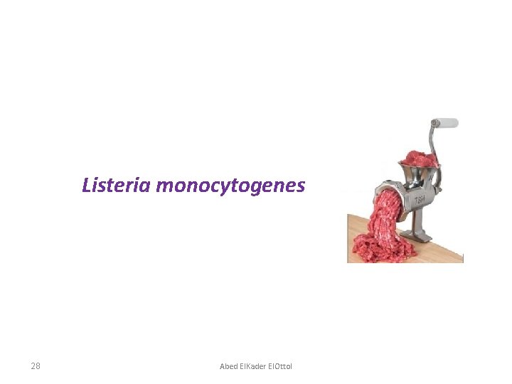 Listeria monocytogenes 28 Abed El. Kader El. Ottol 
