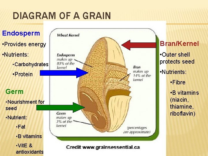 DIAGRAM OF A GRAIN Endosperm • Provides energy Bran/Kernel • Nutrients: • Carbohydrates •