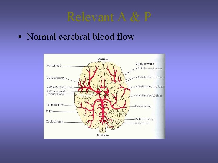 Relevant A & P • Normal cerebral blood flow 