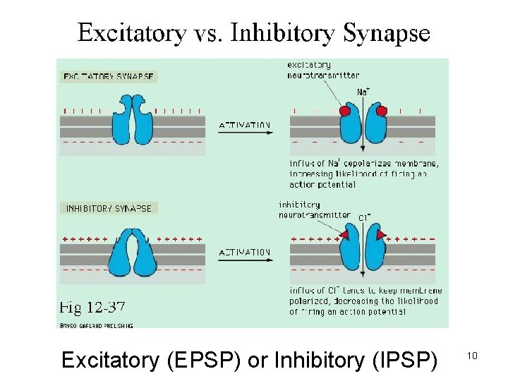 Excitatory (EPSP) or Inhibitory (IPSP) 10 