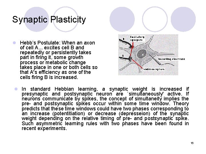 Synaptic Plasticity l Hebb’s Postulate: When an axon of cell A. . . excites