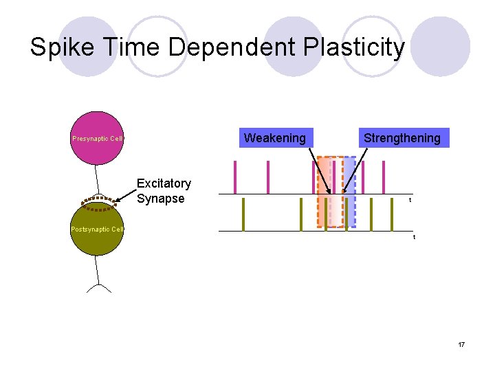 Spike Time Dependent Plasticity Weakening Presynaptic Cell Excitatory Synapse Strengthening t Postsynaptic Cell t