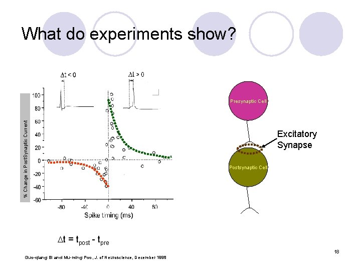 What do experiments show? % Change in Post. Synaptic Current Presynaptic Cell Excitatory Synapse