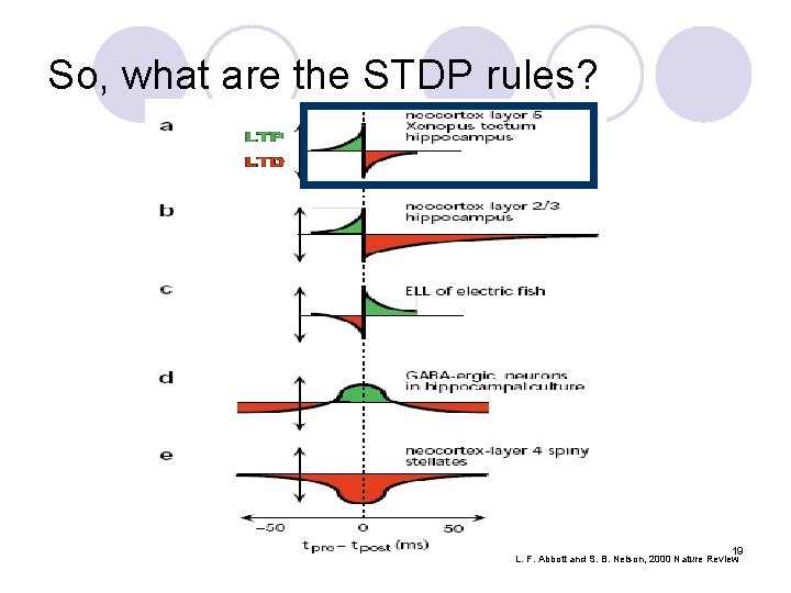 So, what are the STDP rules? 19 L. F. Abbott and S. B. Nelson,