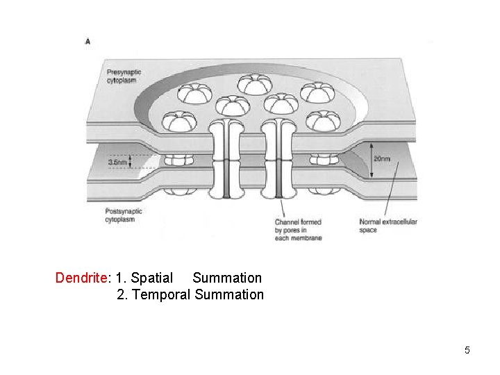 Dendrite: 1. Spatial Summation 2. Temporal Summation 5 