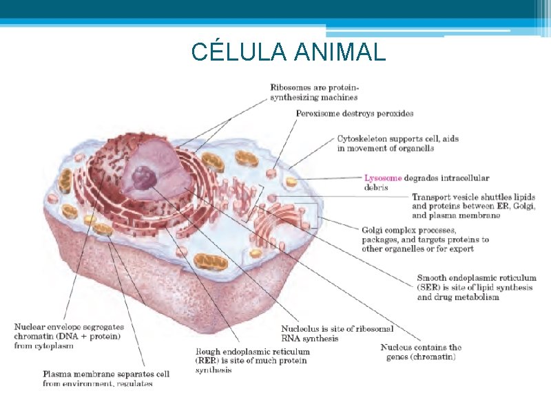 CÉLULA ANIMAL 