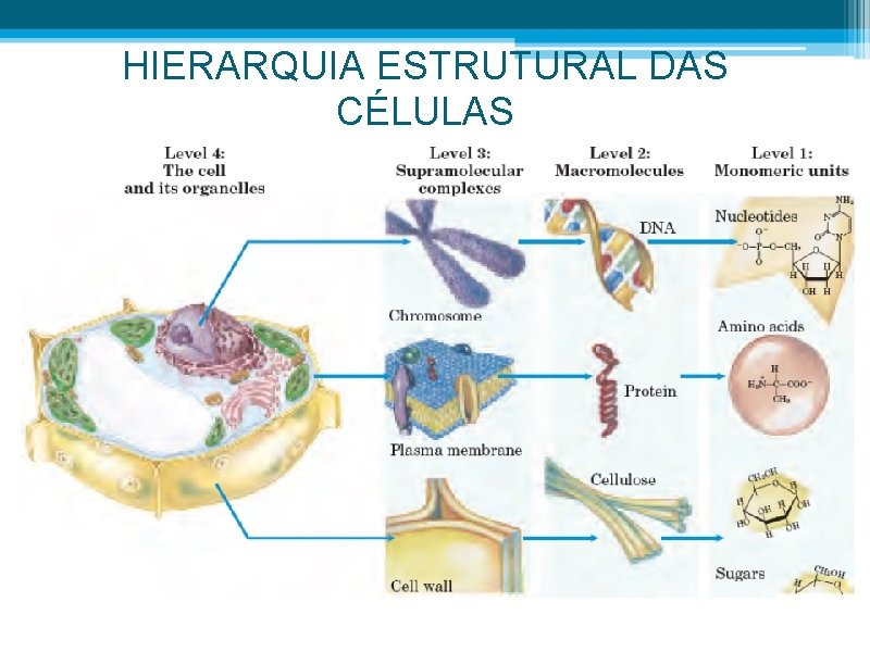 HIERARQUIA ESTRUTURAL DAS CÉLULAS 