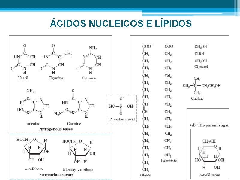 ÁCIDOS NUCLEICOS E LÍPIDOS 