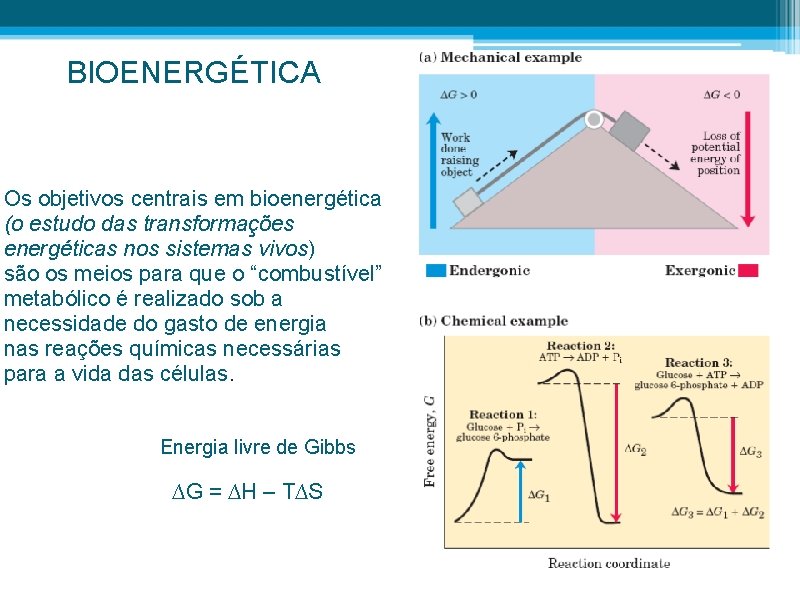 BIOENERGÉTICA Os objetivos centrais em bioenergética (o estudo das transformações energéticas nos sistemas vivos)
