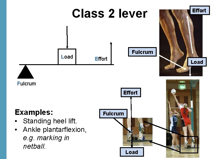 Class 2 lever Load Fulcrum Effort Examples: • Standing heel lift. • Ankle plantarflexion,