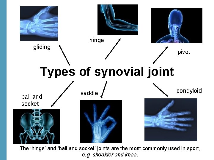 hinge gliding pivot Types of synovial joint ball and socket saddle condyloid The ‘hinge’