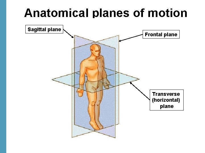 Anatomical planes of motion Sagittal plane Frontal plane Transverse (horizontal) plane 