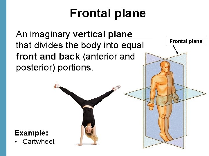 Frontal plane An imaginary vertical plane that divides the body into equal front and