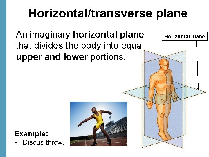 Horizontal/transverse plane An imaginary horizontal plane that divides the body into equal upper and