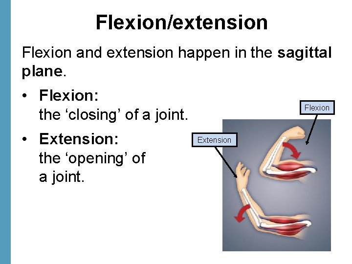 Flexion/extension Flexion and extension happen in the sagittal plane. • Flexion: the ‘closing’ of