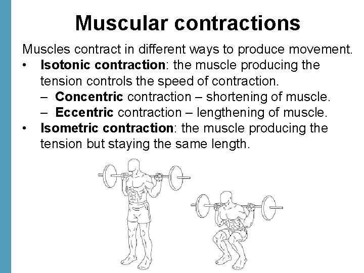 Muscular contractions Muscles contract in different ways to produce movement. • Isotonic contraction: the