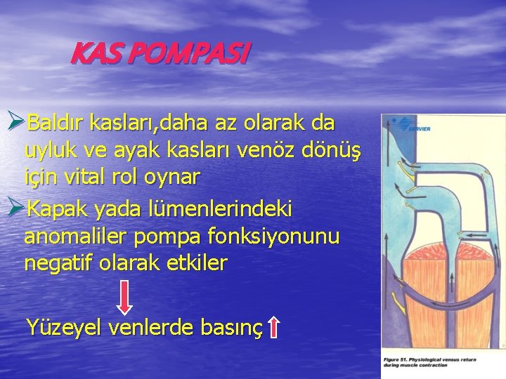 KAS POMPASI ØBaldır kasları, daha az olarak da uyluk ve ayak kasları venöz dönüş