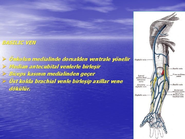 BASILIC VEN Ø Önkolun medialinde dorsalden ventrale yönelir Ø Median antecubital venlerle birleşir Ø