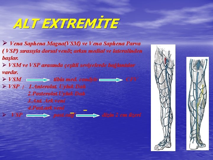 ALT EXTREMİTE Ø Vena Saphena Magna(VSM) ve Vena Saphena Parva ( VSP) sırasıyla dorsal