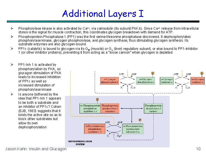 Additional Layers I Phosphorylase kinase is also activated by Ca++, via calmodulin (its subunit