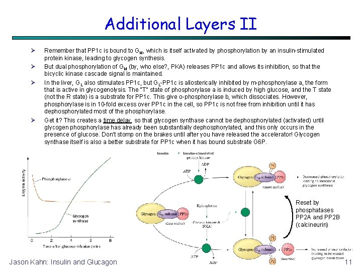 Additional Layers II Remember that PP 1 c is bound to GM, which is