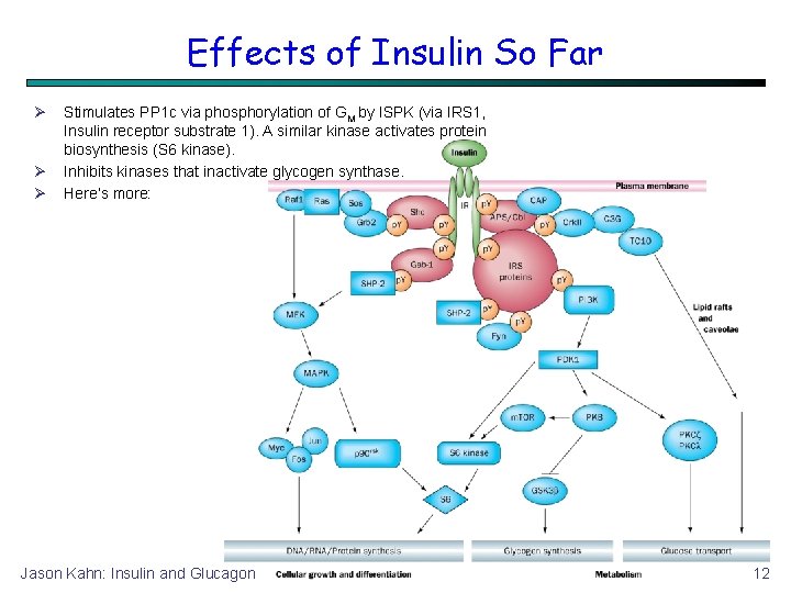 Effects of Insulin So Far Stimulates PP 1 c via phosphorylation of GM by