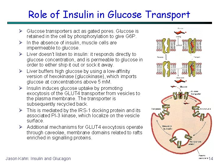 Role of Insulin in Glucose Transport Glucose transporters act as gated pores. Glucose is