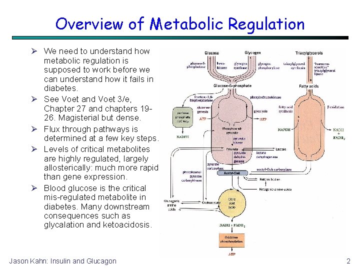 Overview of Metabolic Regulation We need to understand how metabolic regulation is supposed to