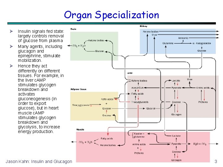Organ Specialization Insulin signals fed state: largely controls removal of glucose from plasma Many