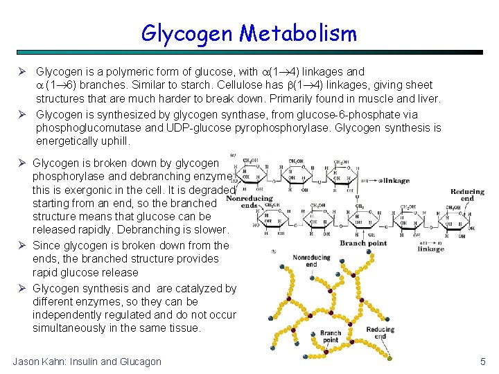 Glycogen Metabolism Glycogen is a polymeric form of glucose, with (1 4) linkages and