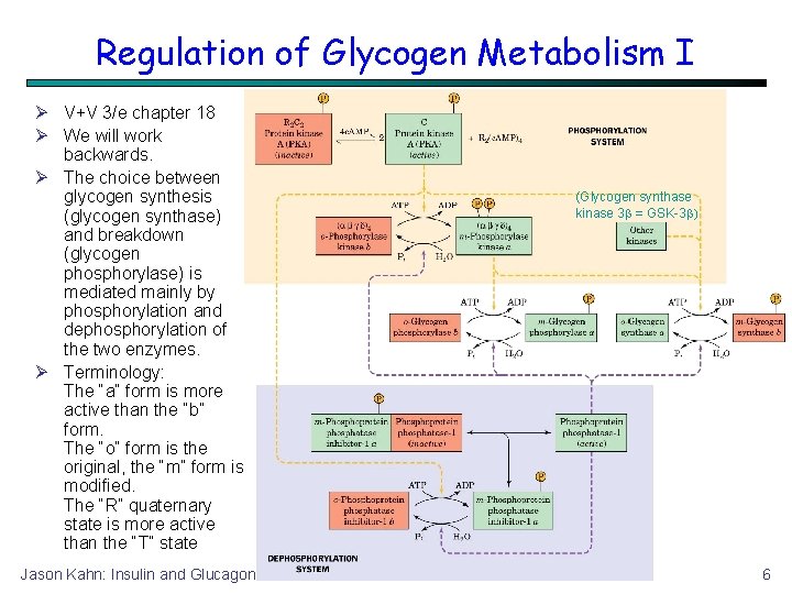 Regulation of Glycogen Metabolism I V+V 3/e chapter 18 We will work backwards. The